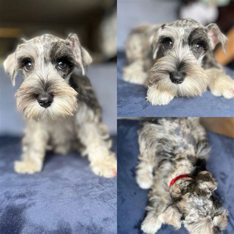 South jersey schnauzers - SOUTH JERSEY SCHNAUZERS is a New Jersey Trade Name filed on July 22, 2020. The company's filing status is listed as Active and its File Number is 1490662. The company's principal address is 930 N Delsea Dr, Clayton, NJ 08312. The company has 1 contact on record.